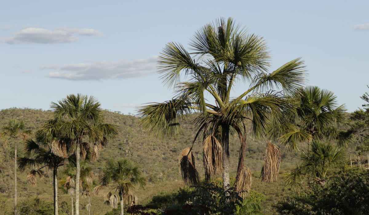 Exemplo de preservação, Quilombo Kalunga mantém nativos 83% do Cerrado