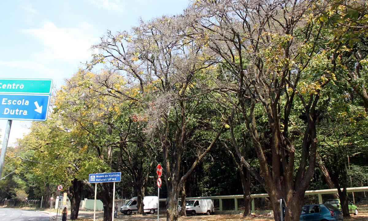 A árvore mais antiga de BH e os patrimônios verdes da cidade