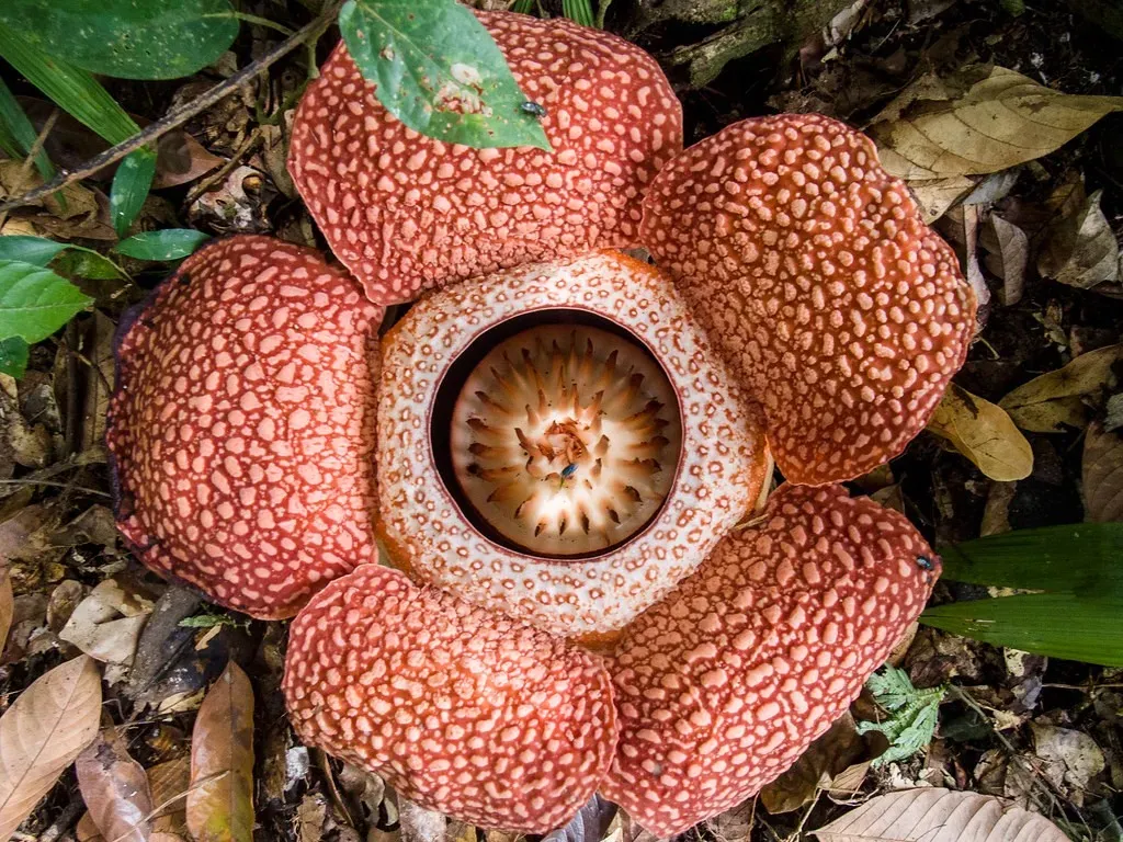 Maioria das espécies da 'maior flor do mundo' está em perigo de extinção - Picture this