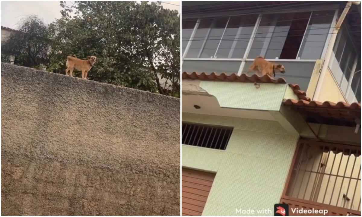 Cão ou gato? Cadela 'alpinista' de Minas viraliza em telhados e muros - Marcos Lacerda/Instagram/Reprodução