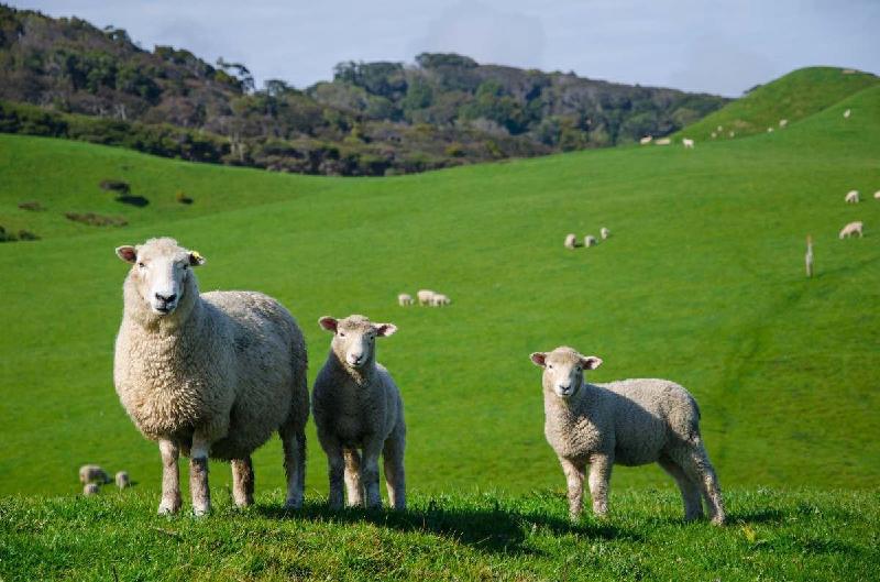 Ovelhas comem 100 kg de maconha em fazenda: 'Pulavam' mais alto que cabras'