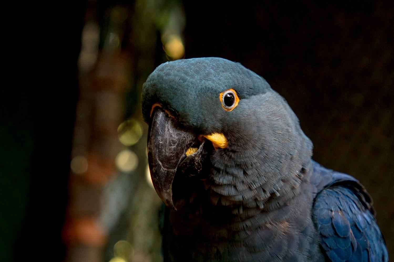 Zoológico de BH recebe arara-azul-de-lear, espécie ameaçada de extinção - LATAM / Divulgação