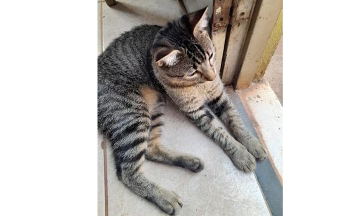 'Jhordi' ou 'Tigrinho'? Vizinhas brigam por causa de gato - Marcia Rodrigues de Oliveira/Divulgação