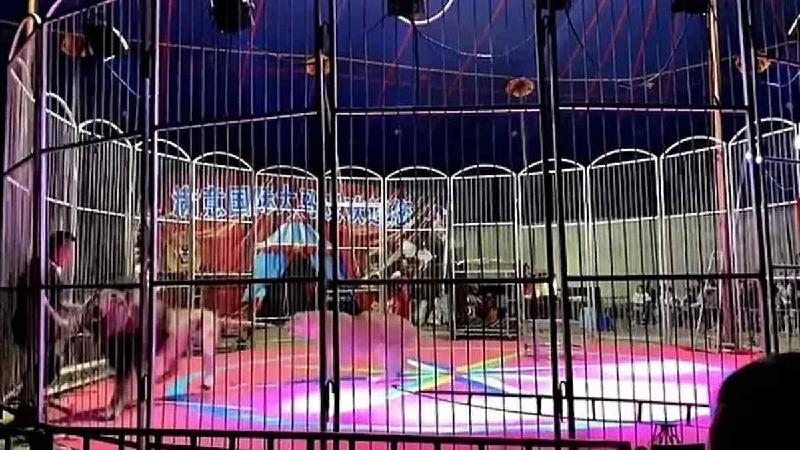 Treinador é atacado por leão em circo e consegue fugir de jaula; veja - (Reprodução)