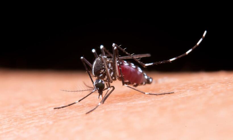 Dengue e chikungunya: testes da Fiocruz revelam alto índice de coinfecção 