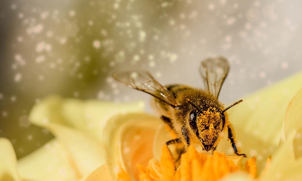 Homem que capinava lote é vítima de enxame de abelhas - Pixabay/Reprodução