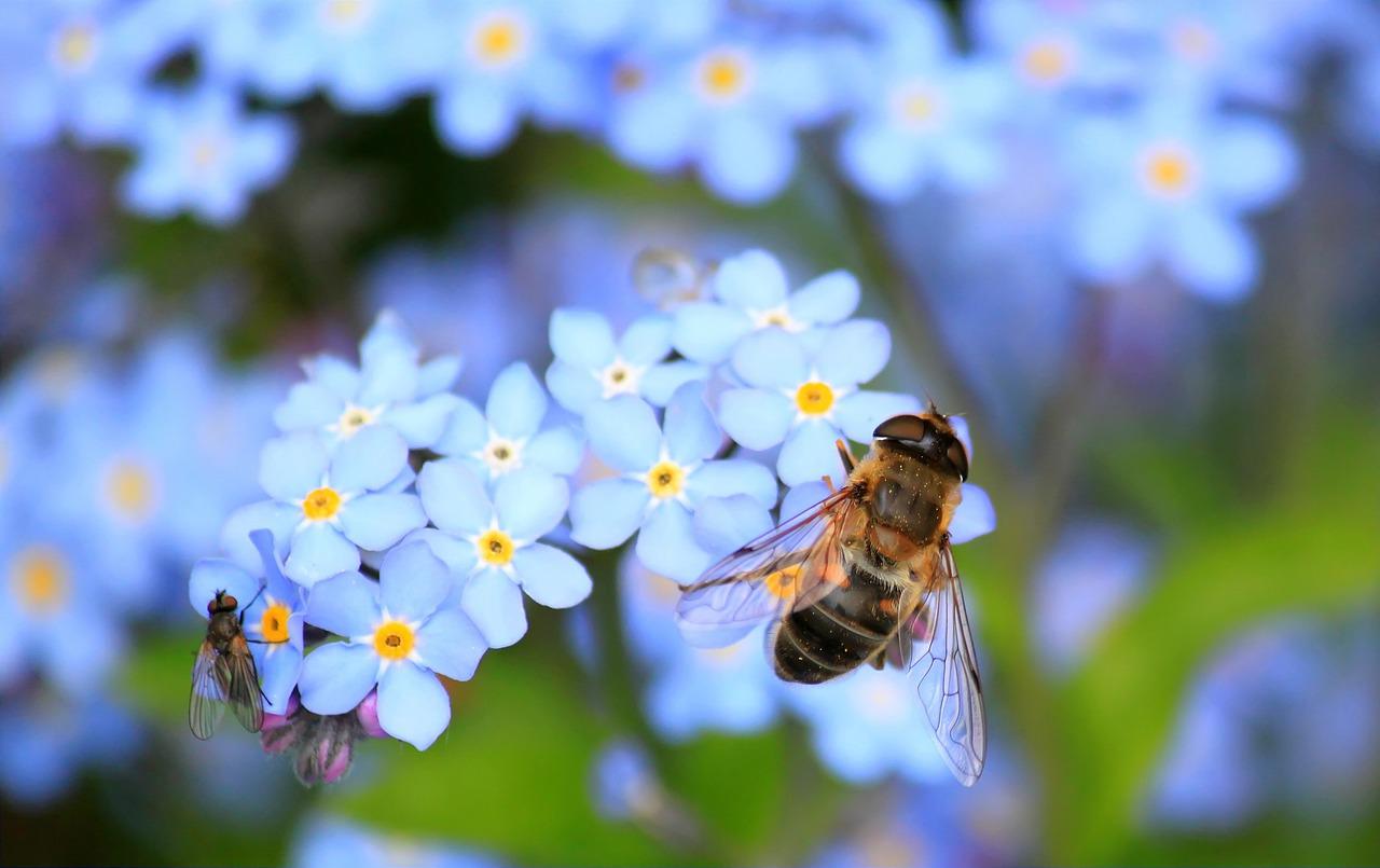 Agrotóxico banido na União Europeia mata abelhas no Brasil - Pixabay/Reprodução