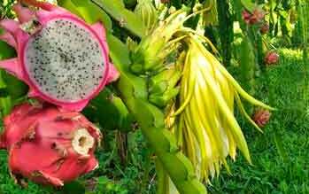 Fruta-do-dragão: como planta exótica está ajudando a salvar cidade mineira - Maria Meira/arquivo pessoal