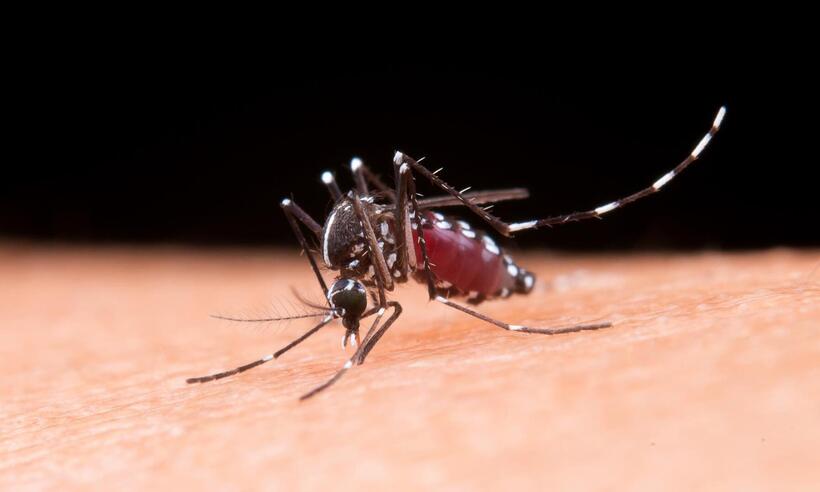 Qdenga: OMS passa a recomenda vacina contra a dengue da Takeda 