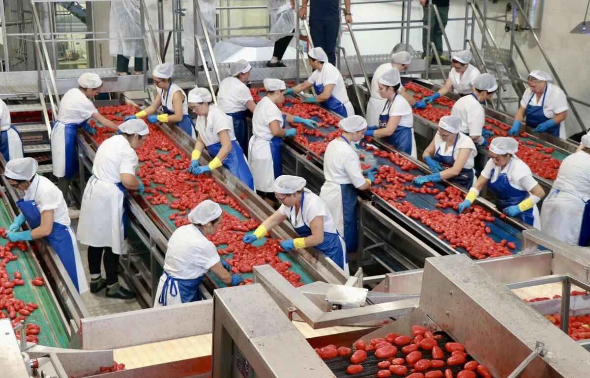 Uma jornada em meio aos tomates italianos