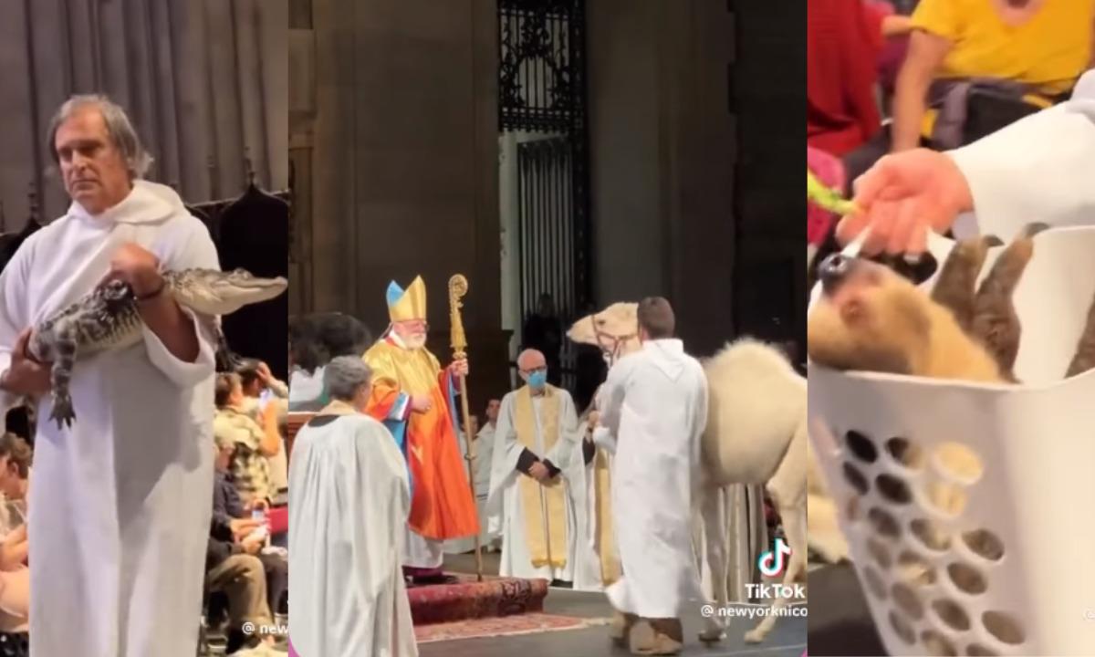 Missa de São Francisco de Assis viraliza após presença de animais exóticos - Reprodução