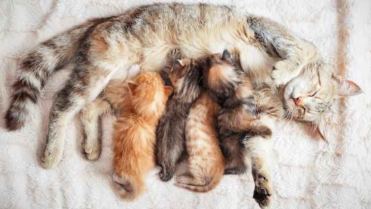 Animais podem dar à luz gêmeos? - Getty Images