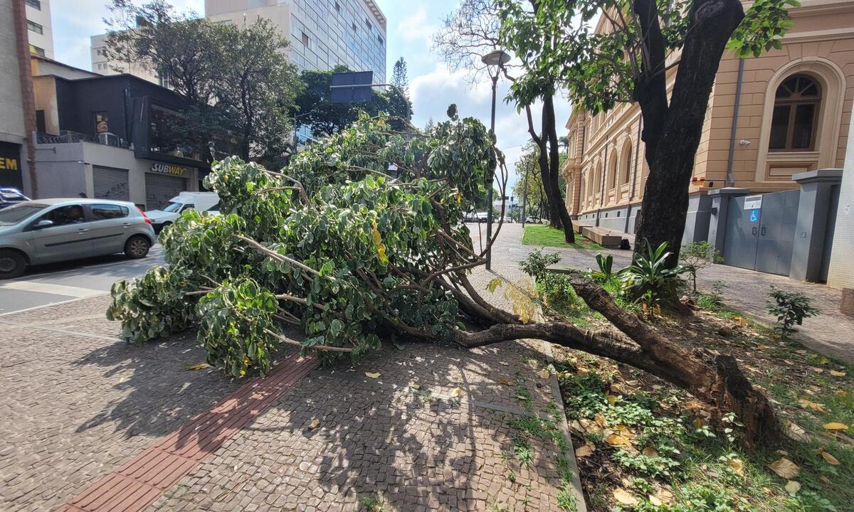 Árvore infestada por cupins cai perto da Praça da Liberdade - Gladyston Rodrigues/EM/D.A.Press