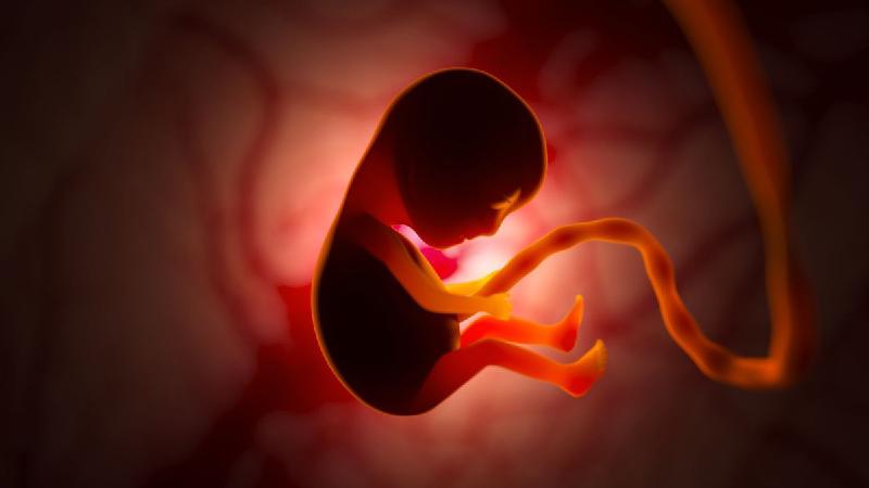 Ciência avança na busca por úteros artificiais para bebês prematuros - Vladimir Zotov/Envato