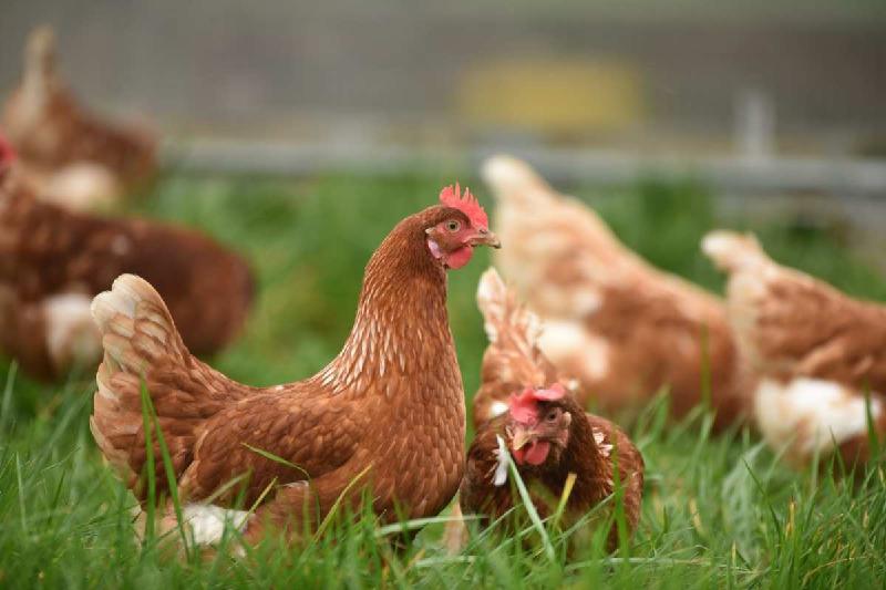 Gripe aviária: cientistas criam galinhas imunes ao vírus influenza A - (Thomas Iversen/unsplash)