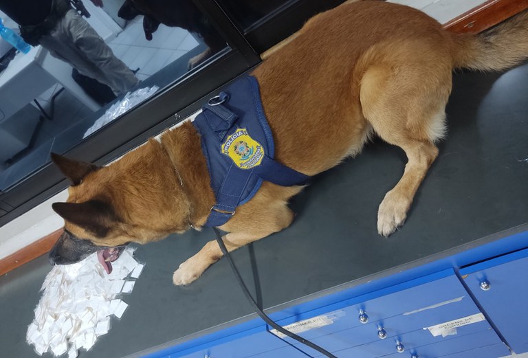 Vídeo: cão farejador encontra mil papelotes de cocaína em ônibus em MG - PRF/Divulgação