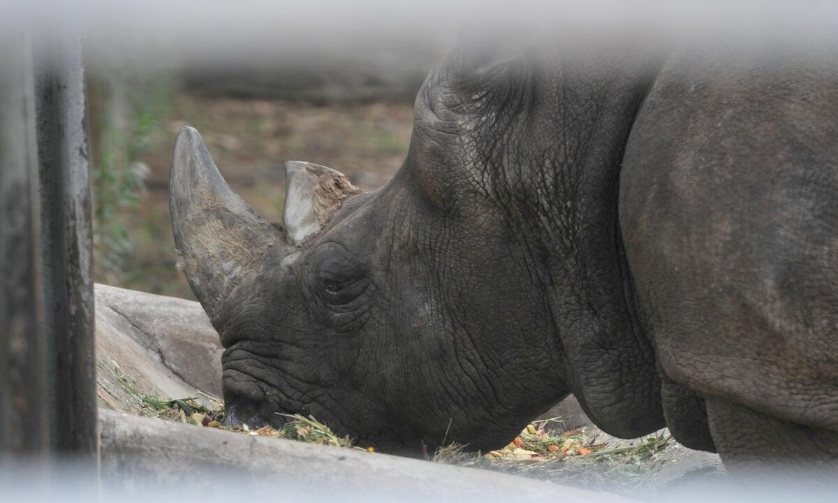 Morre rinoceronte Luna, de 53 anos, do zoológico de BH - Leandro Couri/EM/D.A.Press