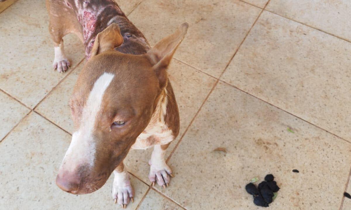 Homem é preso por maus-tratos a cães em cidade do interior de Minas