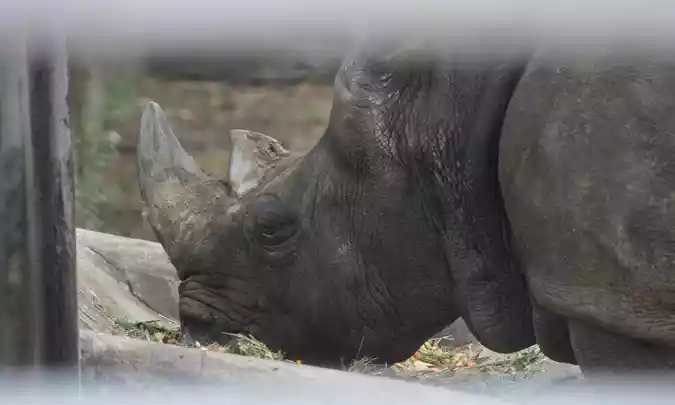 Rinoceronte que era o mais velho do Zoo irá para Museu de Ciências Naturais - Leandro Couri/EM/D.A.Press