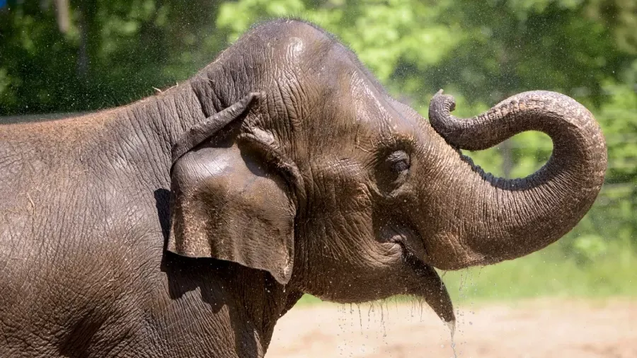 Elefanta morre do coração após cachorro invadir zoológico nos EUA