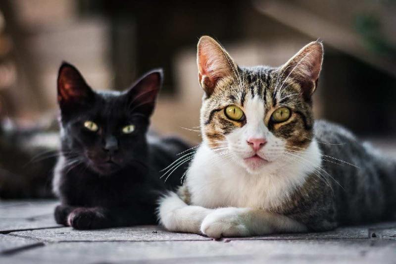 Esporotricose, a doença transmitida por gatos que está aumentando no Brasil