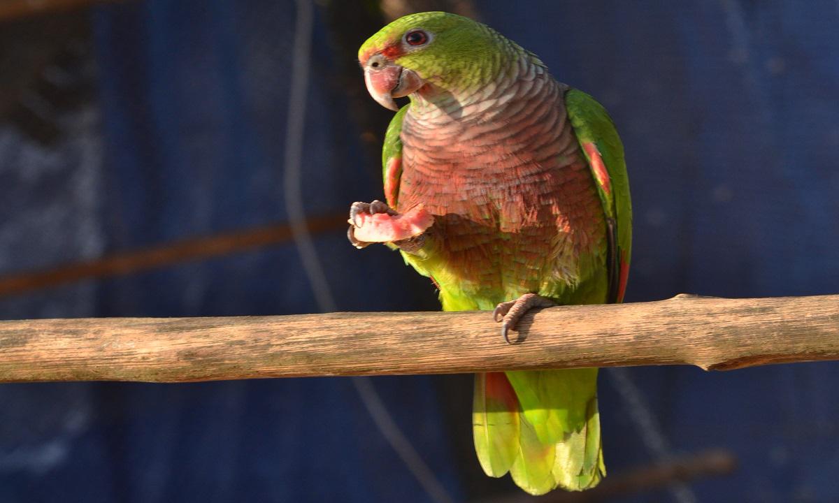 Cidade mineira comemora dia do papagaio-de-peito-roxo pela primeira vez - Divulgação/Waita
