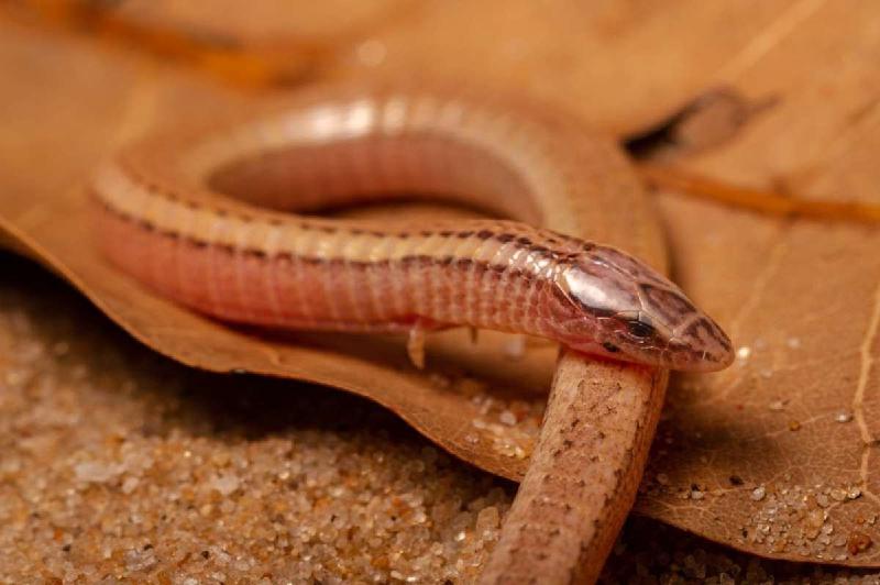 Pesquisadores acham lagartixa em forma de serpente desaparecida há 20 anos - (Luís Felipe Carvalho de Lima)