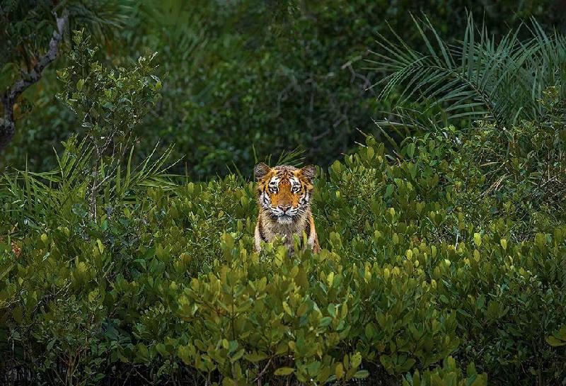 O incrível olhar de jovem tigresa que rendeu prêmio de fotografia de mangues