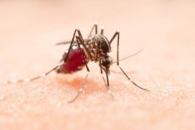 Conheça o ''primo'' do Aedes aegypti, que também transmite dengue - (Freepik/Reprodução)