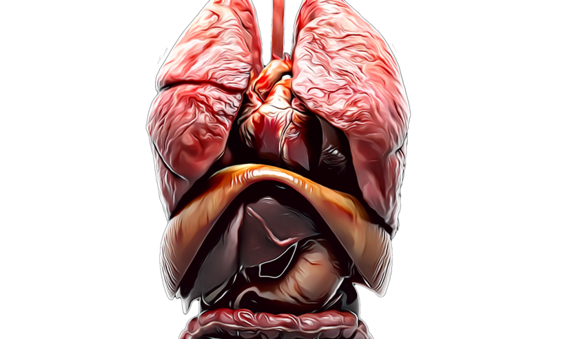 Pancreatite: entenda os tipos e saiba dos cuidados para uma vida saudável -  Anton Al /Pixabay