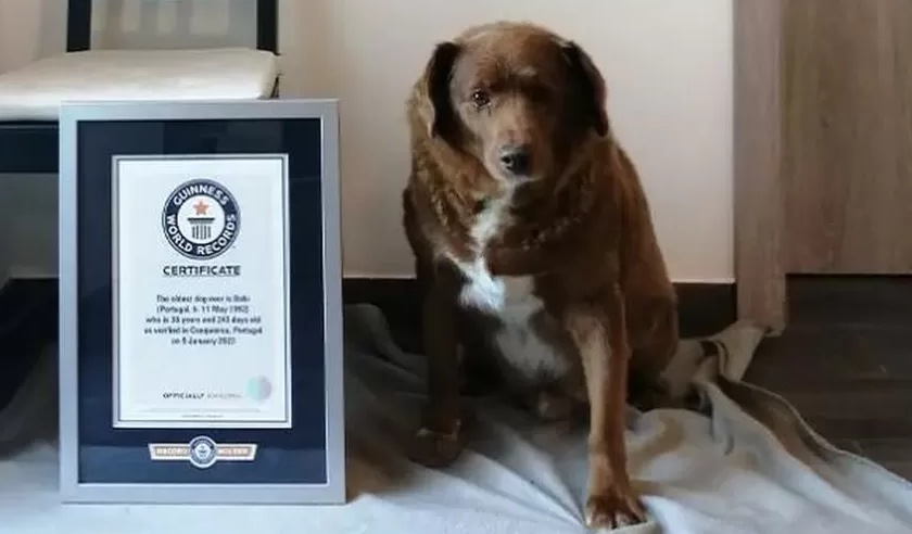 Morre Bobi, o cachorro mais velho do mundo, aos 31 anos - Guinnes Word Records/Reprodução