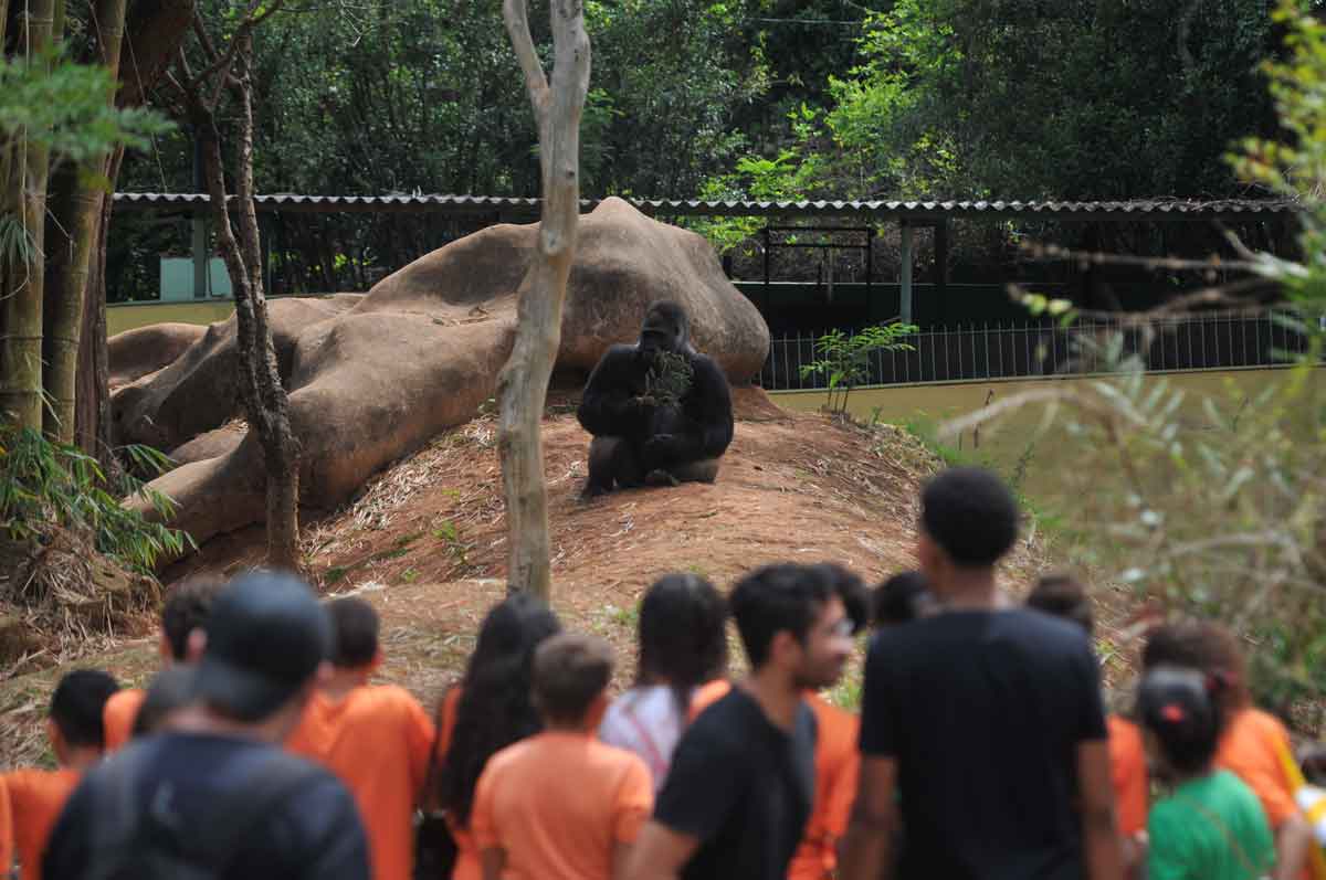 PBH revê estratégias para concessão do zoológico - Fotos: Leandro couri/EM/D.A Press