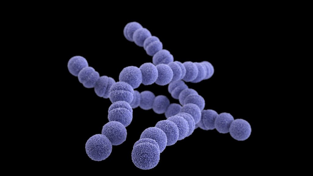 Saiba o que é Streptococcus A, bactéria encontrada em São João del-Rei - Jennifer Oosthuizen/CDC