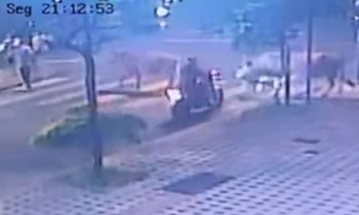 Vídeo: motociclista se choca com boi na Avenida Nossa Senhora do Carmo - Reprodução/Redes Sociais