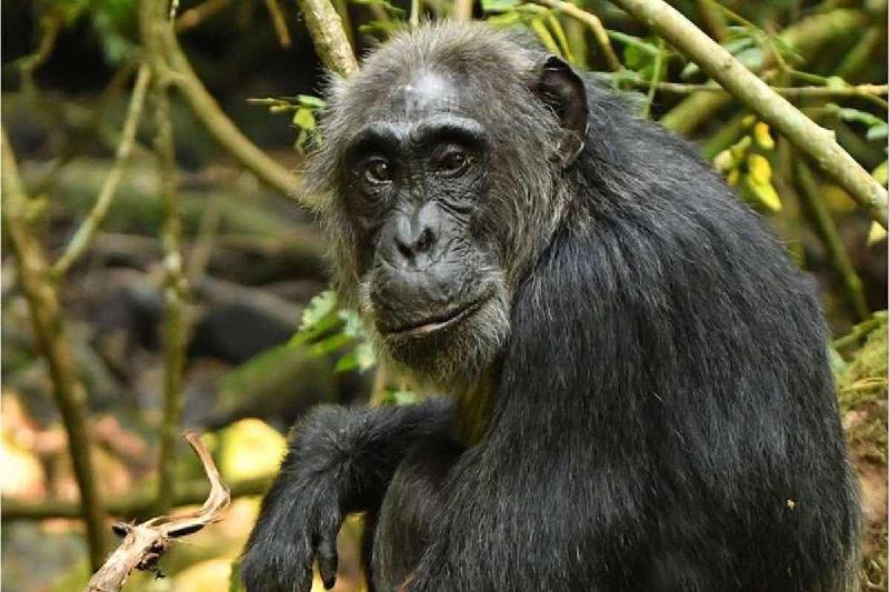 Estudo aponta menopausa entre chimpanzés - (The Ngogo Chimpanzee Project/Divulgação)