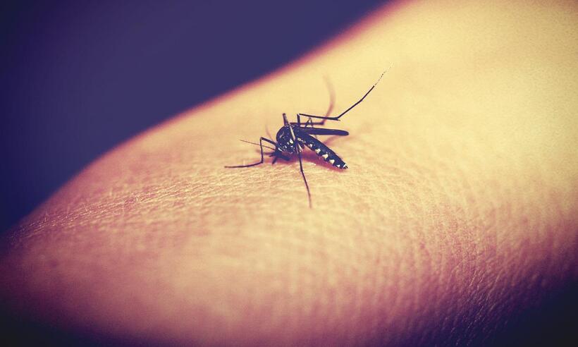  Dengue clássica ou dengue hemorrágica: qual a diferença?