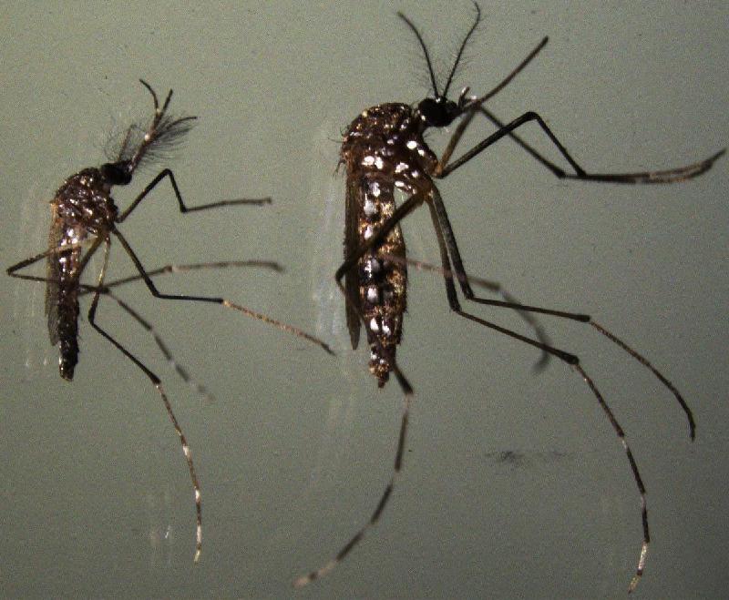 Aedes aegypti: ovo do mosquito sobrevive sem água, comprova pesquisa - Anjana Prasad/Divulgação