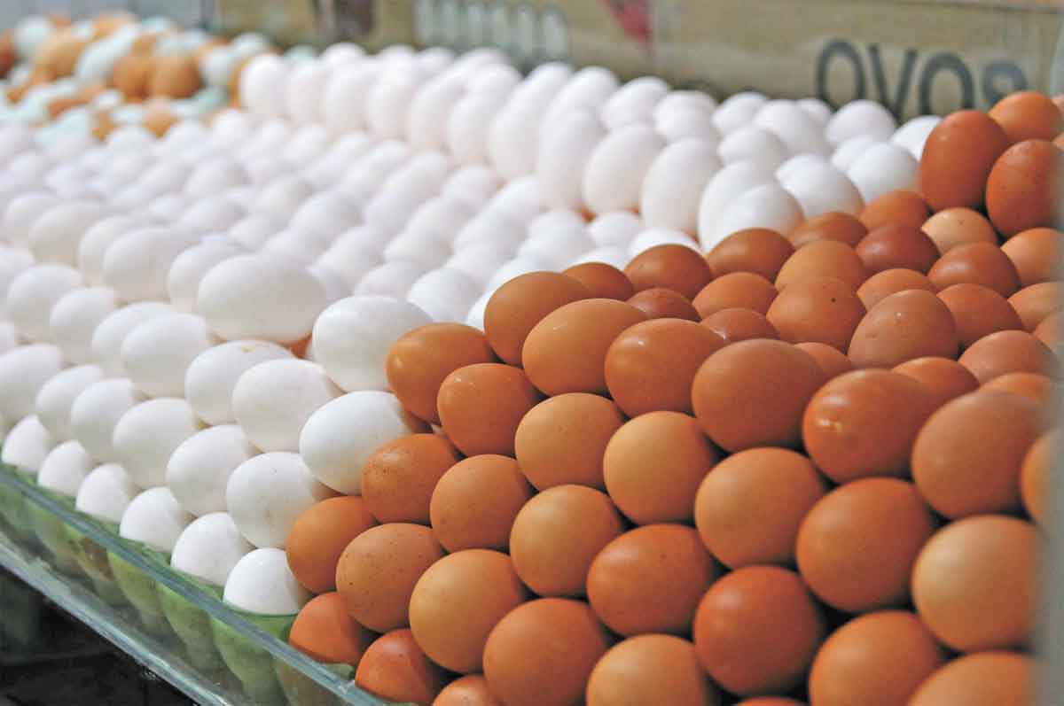 Da granja ao prato: como o apetite do brasileiro sustenta a redenção do ovo - Gladyston Rodrigues/EM/D.A Press